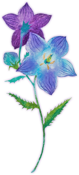 青い花1